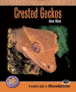 Crested Geckos