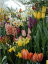 A Crash Course on Planning a Bulb Garden