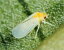 A Quick and Easy Guide on How to Get Rid of Whiteflies