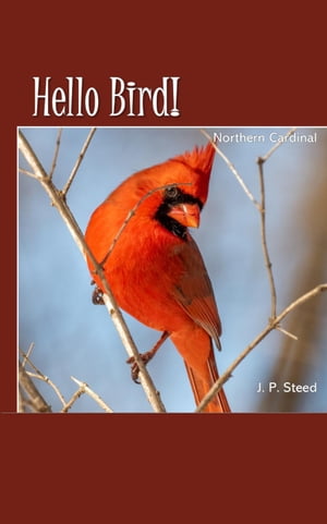 Northern Cardinal