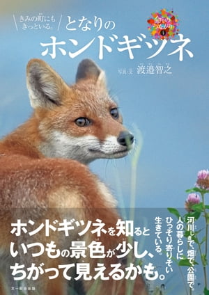 きみの町にもきっといる。となりのホンドギツネ