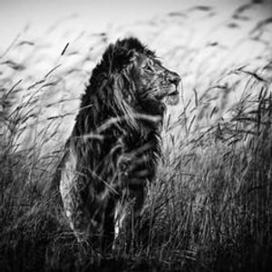 La Chasse aux lions