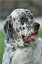 English Setters for Beginners