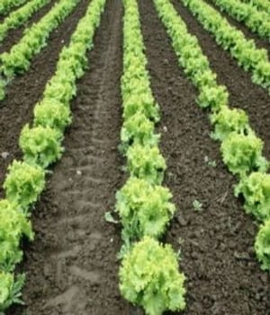 A Crash Course on How to Grow Lettuce