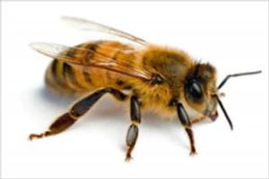 Bee sting Treatments for Beginners