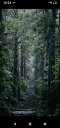 Mattino in una foresta di pini Lettere al mio amore nel lontano Canada【電子書籍】 Laura Agrusti