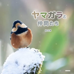 熊谷勝