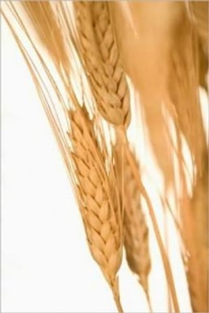 An Informative Guide About Wheat Allergies