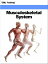 Musculoskeletal System (Human Body)