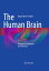 The Human Brain