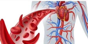 Blood physiology