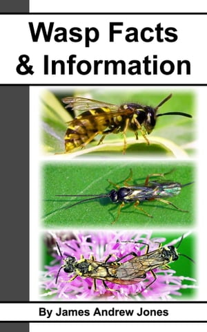 Wasp Facts & Information