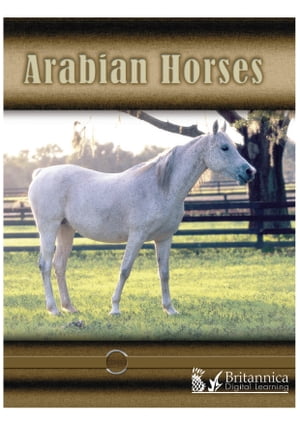 Arabian Horses