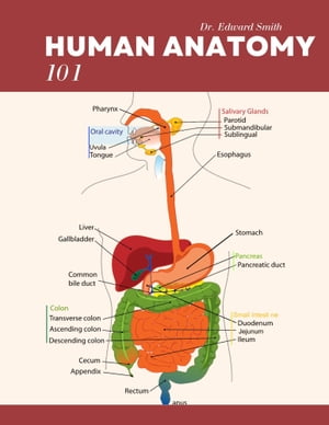 Human Anatomy 101: A Comprehensive Introduction to the Structure and Function of the Human Body Unlock the Secrets of Human Anatomy and Gain In-Depth Knowledge of the Body Systems【電子書籍】 Dr. Edward Smith