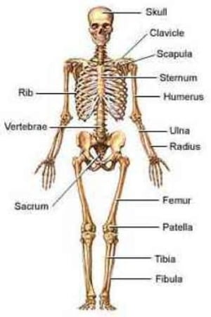 Bone Metastasis: Causes, Symptoms and Treatments