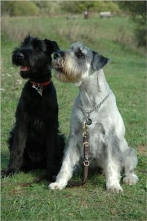 Standard Schnauzers for Beginners