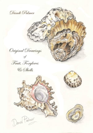 Original Drawings of Fruit, Foxgloves and Shells