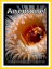 Just Sea Anemone Photos! Big Book of Photographs & Pictures of Under Water Ocean Sea Anemones, Vol. 1