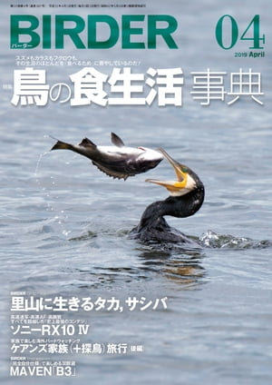 BIRDER2019年4月号