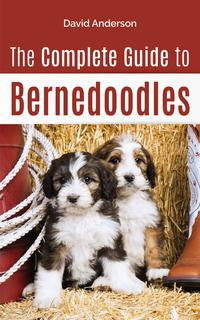 The Complete Guide to Bernedoodles