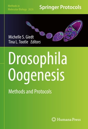 Drosophila Oogenesis