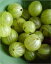 A Crash Course on How to Grow Gooseberries