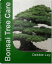 Bonsai Tree Care