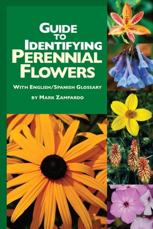 Guide to Identifying Perennial Flowers