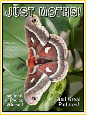 Just Moth Photos! Big Book of Photographs & Pictures of Moths, Vol. 1