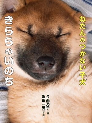 ねだんのつかない子犬・きららのいのち