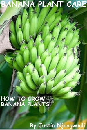How To Grow Banana Plants