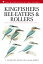 Kingfishers, Bee-eaters and Rollers