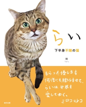 らい　下半身不随の猫