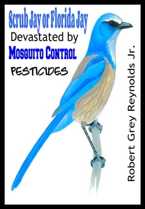 Scrub Jay or Florida Jay Devastated by Mosquito Control Pesticides
