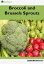 Broccoli and Brussels SproutsŻҽҡ[ Agrihortico ]