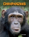 Chimpanzees