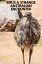 Emus A strange Australian encounterŻҽҡ[ thomas jony ]