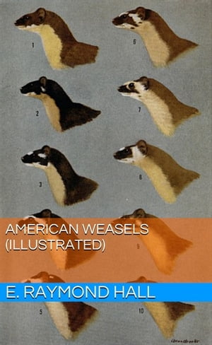 American Weasels (Illustrated)