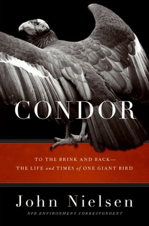 Condor