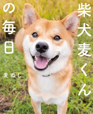 柴犬麦くんの毎日