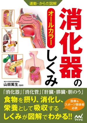 運動・からだ図解 消化器のしくみ