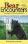 Bear Encounters