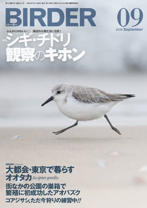 BIRDER2019年9月号