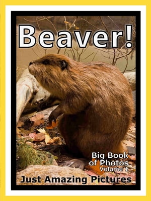 Just Beaver Photos! Big Book of Photographs & Pictures of Beavers, Vol. 1