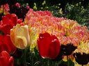 Vancouver's Spring Flowers February - April【電子書籍】[ Rowena Kong ]