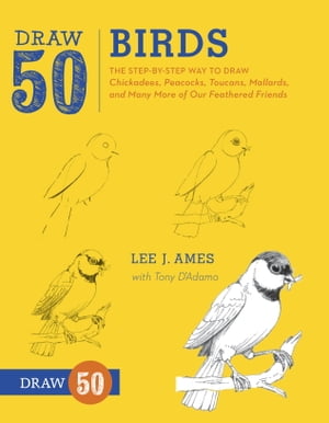 Draw 50 Birds