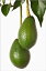 How to Grow Avocado Trees