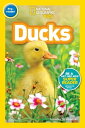 National Geographic Readers: Ducks (Pre-reader)【電子書籍】 Jennifer Szymanski