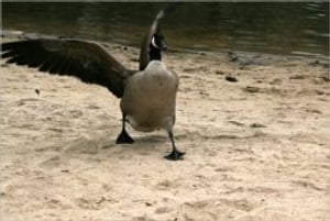 A Quick and Easy Guide on How to Get Rid of Geese