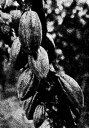 Cocoa and Chocolate: Their History from Plantati